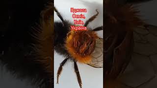 Бджола Осмія корнута схожа на Джмеля Так Бачите різницю Mason BEE Osmia cornuta Megachilidae [upl. by Inttirb942]