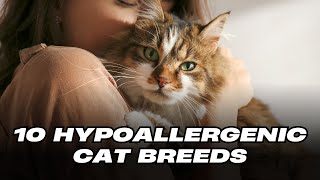 Top 10 Hypoallergenic Cat Breeds [upl. by Gerrald]