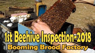 First Beehive Inspection Of 2018  Things To Look For [upl. by Enala]