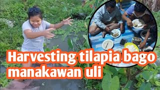 Harvest na namn tayo tilapia bago manakawan uli [upl. by Rashidi]