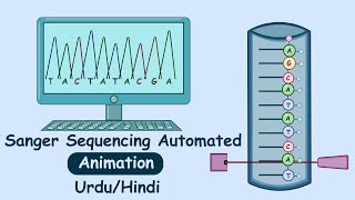 Automated Sanger Sequencing  DNA sequencing in Hindi [upl. by Siana]