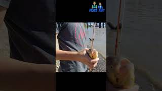 Palometa destruye señuelo shortsvideo fishing suscribete pescadeportiva viral [upl. by Brina]