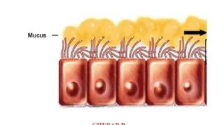 HISTOLOGIE les tissus [upl. by Assilak]