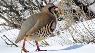 Chukar Partridge  Unique Flavourful LowMaintenance [upl. by Mashe239]