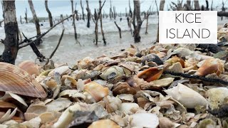 Exploring an island of seashells Bucket list shells and fabulous ocean treasures [upl. by Durkee]