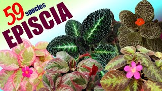 59 EPISCIA SPECIES  HERB STORIES [upl. by Anstice]