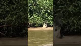 The Jaguars crossed the river and defeated the Crocodiles away from home  The animal world of th [upl. by Boehike]