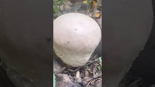 🍄‍🟫Puffball mushroom the giant marshmallow how to tell you can eat themnaturemushroomforaging [upl. by Goode631]