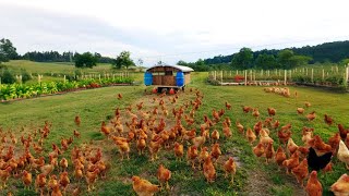 CHICKEN FARMING How to breed Serama Bantam the smallest chicken in the world [upl. by Ecikram]