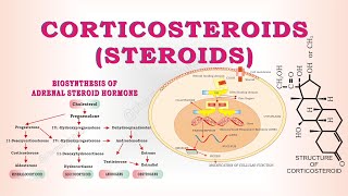 Steroids  Corticosteroids  classification of steroids [upl. by Northrop]