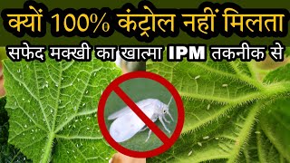 Whitefly Control  सफेद मक्खी का जैविक और रासायनिक कंट्रोल  by PC Verma [upl. by Attekram725]