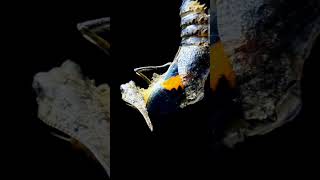 Larva Transforming to Moth  educationalshorts timelapse [upl. by William977]