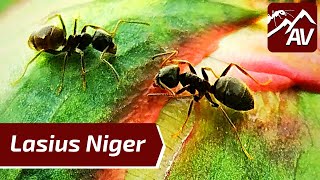 Lasius Niger The Black Garden Ants  1 Year Colony Update [upl. by Ivah]