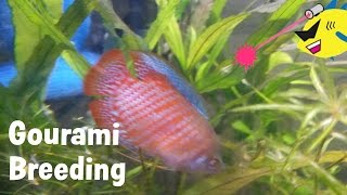 Gourami Mating Dance Breeding Gouramis [upl. by Des]