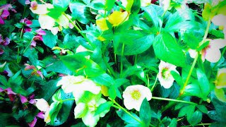 HOW TO CAIR BEUTY FUL FLOWERS PLANT HELLE BORUSLENTEN ROSE ORIENTALIS [upl. by Ailero]