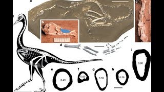 Scientist discover REAL CROCODUCK Halszkaraptor [upl. by Ylam986]