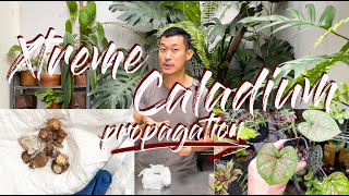 Caladiums Extreme Propagation From Dormant Bulbs  WITH CURIOUS UPDATES [upl. by Yeoj]