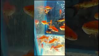 Common goldfish  Goldfish  Fantail Goldfish  aquarium fishtank goldfish fishing aquariumfish [upl. by Draner]