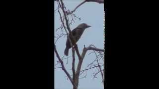 Lineated Barbet นกโพระดกธรรมดา  20140503 [upl. by Aitetel814]