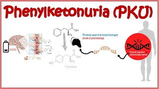 Phenyl Ketonuria  genetic defects in aminoacid metabolism [upl. by Adiuqram]