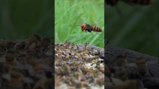 Western Honeybees vs Giant Hornet A Brave Defense Battle [upl. by Cornelle]