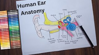 Human Ear Anatomy  Label Diagram Of Ear  Science Drawing [upl. by Ahsilahk887]