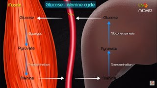 Gluconeogenesis metabolic pathway and regulation  Animated medical biochemistry [upl. by Aimahc]