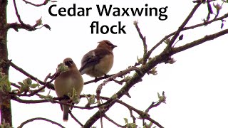 Cedar Waxwing flock sounds [upl. by Ytsihc264]