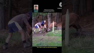 Two trapped DEER rescue from TheDodo 🙏 shorts [upl. by Ydor76]