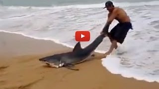 Man Saves Beached Great White Shark [upl. by Lramaj]