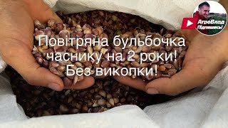 Висівання повітряної бульбочки часнику на 2 роки  Експеремент [upl. by Essiralc]