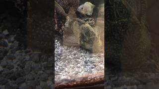 Huge Hypostomus Plecostomus [upl. by Rysler]