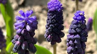 Muscari Latifolium  Bulbs for Fall Planting [upl. by Ahsikyw]