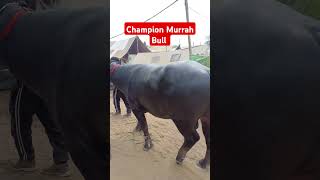 Champion Murrah Bull viralshort treandingvideo shortsfeed murrahbull viralvideo [upl. by Winstonn]