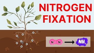 What is Nitrogen Fixation  Biological Industrial and Atmospheric Nitrogen Fixation [upl. by Kentiga]