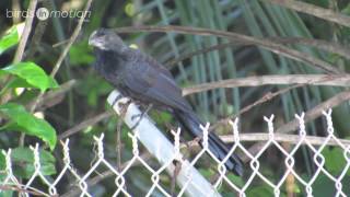 JUDÍO Crotophaga ani SMOOTHBILLED ANI [upl. by Ssac265]