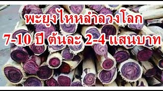 พะยูงไหหลำลวงโลก ภาค2 สคบรังแกเกษตรกรไทย [upl. by Leta]