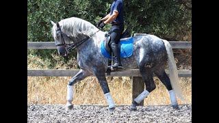 Baroque Spanish horse of fantastic bloodlines 2020167cm [upl. by Sebastian597]