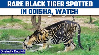 Odisha Rare black tiger sighted in Odishas Simplipal National Park  Oneindia news News [upl. by Elrod]