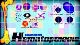 Hematopoiesis  Hematology Watch how blood cells are made inside the body  redmedbd [upl. by Sukram]