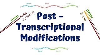 Post Transcriptional Modifications  mRNA processing  5 Capping  Poly A Tail  Splicing [upl. by Luna870]