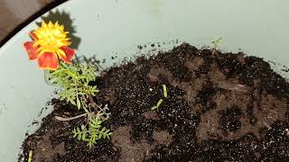 TAGETES SEEDS planted [upl. by Keele222]