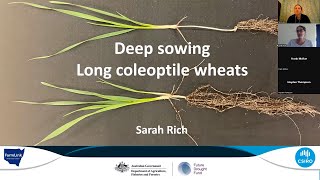 Long Coleoptile Wheat Webinar 25 08 2023 [upl. by Hiller]