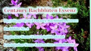 Centaury Bachblüten Essenz [upl. by Aserat]