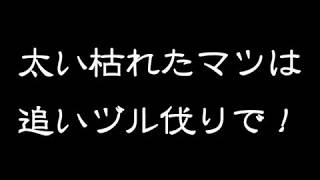 枯れマツは追いヅル伐りで [upl. by Fidellas]