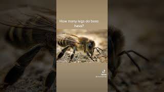 How many legs does a honey bee have [upl. by Adlez]