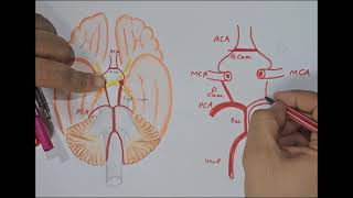 Circulus Arteriosus Circle of Willis [upl. by Analahs]