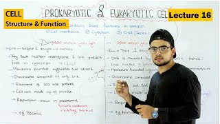 Prokaryotic and eukaryotic cell  Differences and Similarities  Video 16 [upl. by Inuat]