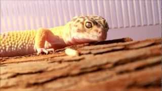 Leopard Gecko Health Check [upl. by Kella]