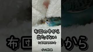 【インコ】布団の中から出たくない 打首極門同好会 インコver shorts [upl. by Kiefer]